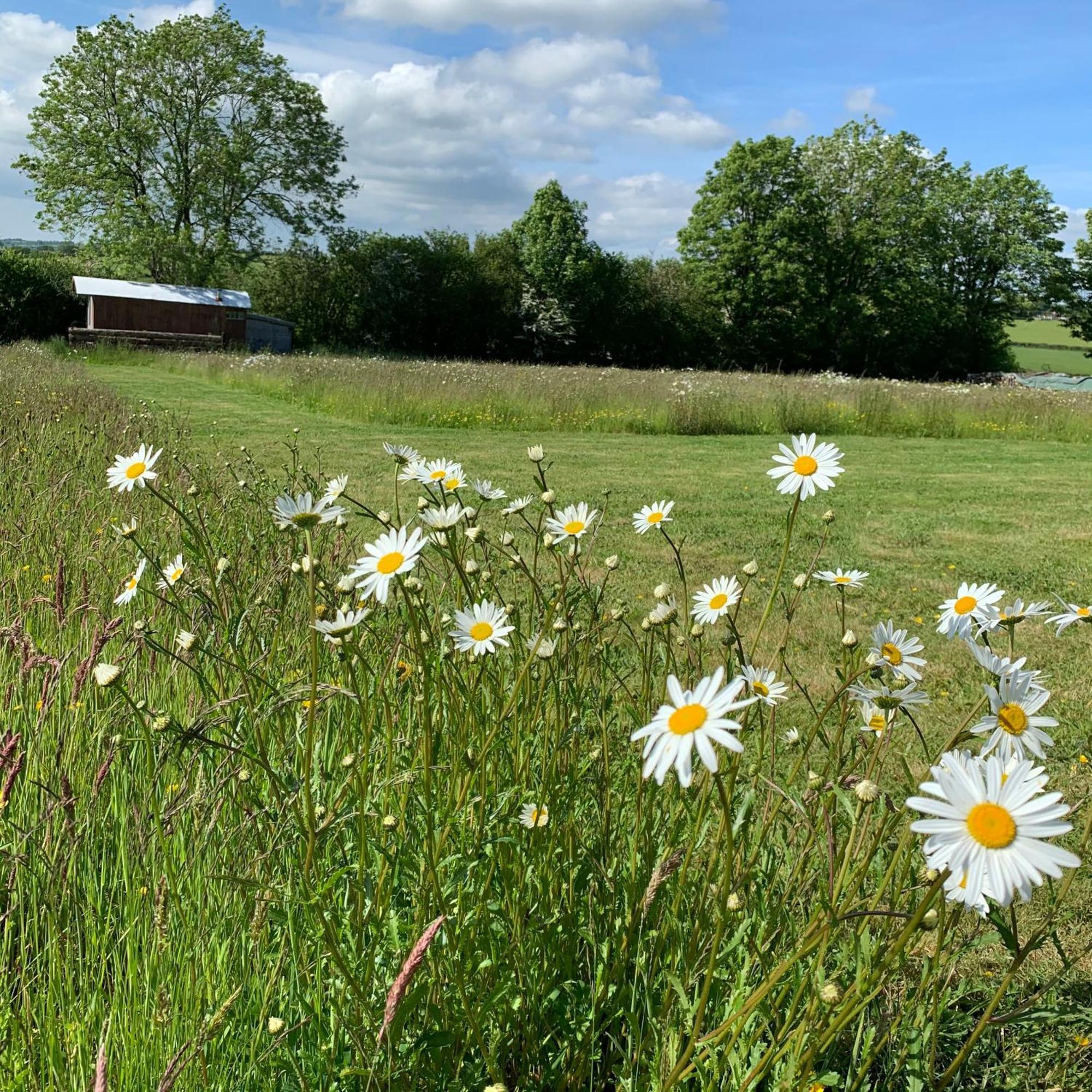 Ceridwen Glamping, Double Decker Bus And Yurts Hotel Llandysul Exterior foto